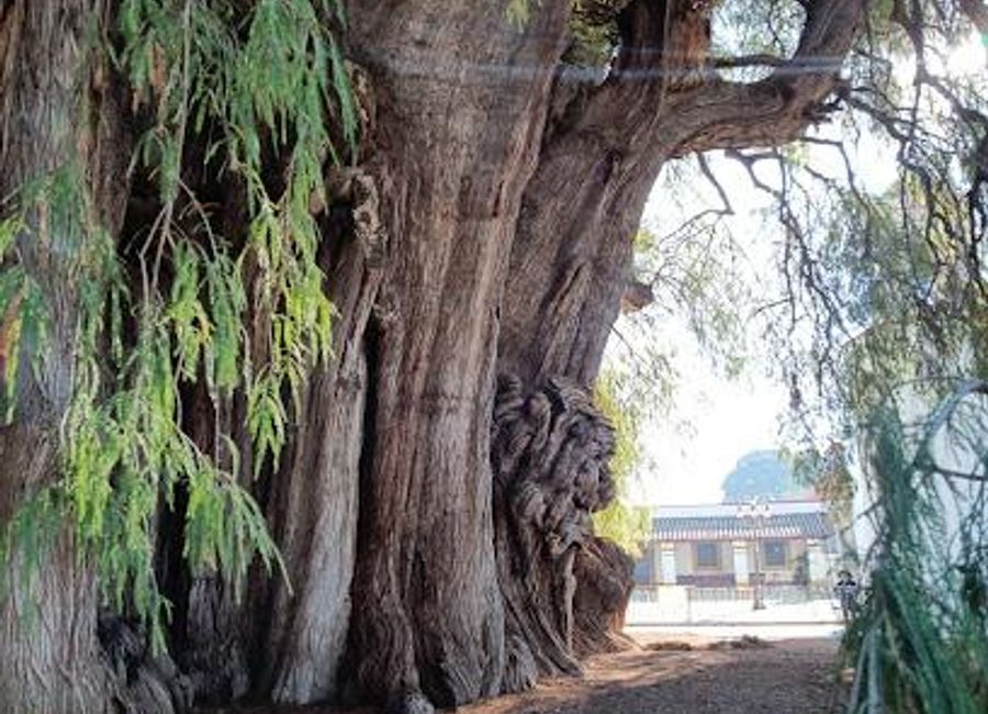 Experience the grandeur of the Tree of Tule in Oaxaca, a symbol of nature's beauty and cultural heritage, attracting travelers seeking tranquility and history.