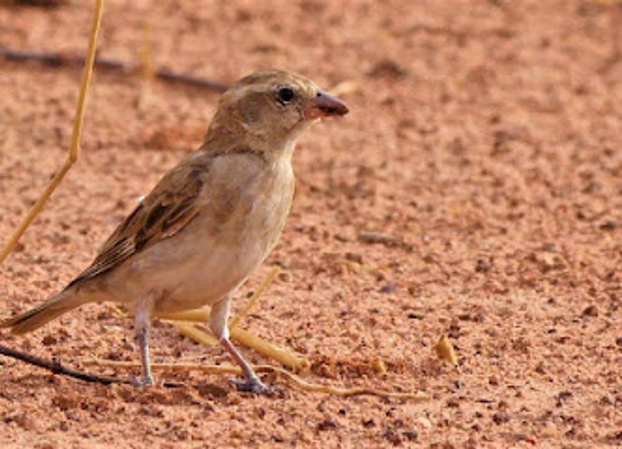 Experience the beauty and diversity of wildlife at Parc Niokolon Koba, Senegal's premier animal park for families and nature lovers.