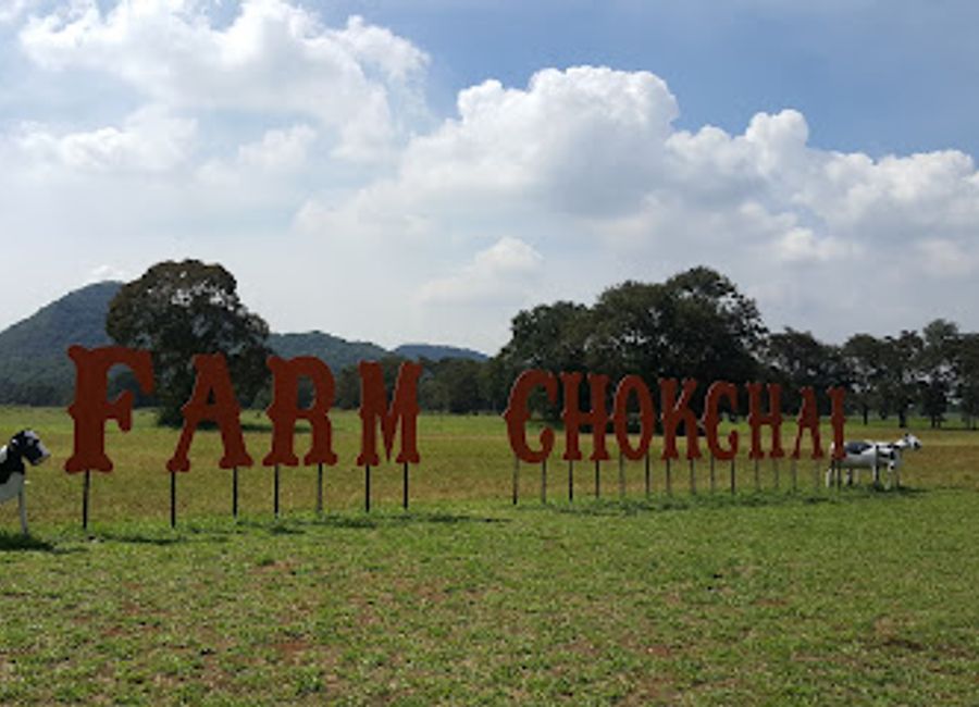 Explore Farm Chokchai in Nakhon Ratchasima, a delightful dairy farm offering tours, fresh dairy products, and a family-friendly adventure.