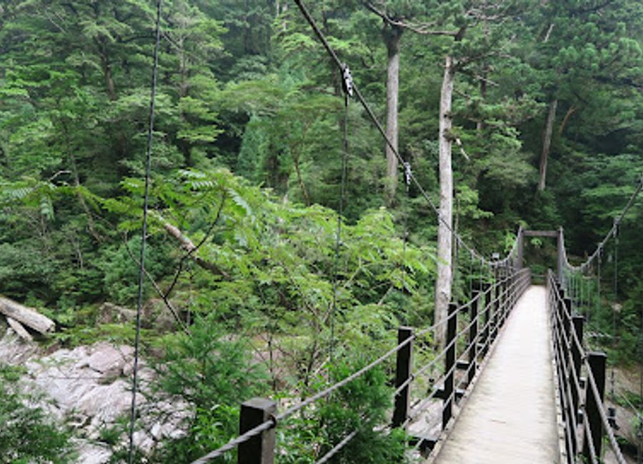 Explore Yakusugi Land: a UNESCO World Heritage nature preserve in Yakushima known for its ancient cedar trees and stunning hiking trails.