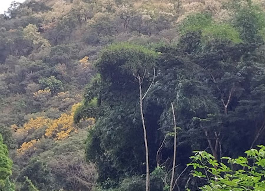 Experience the enchanting blend of wildlife and culture at Tafi Atome Monkey Sanctuary, a must-visit destination for travelers in Ghana.