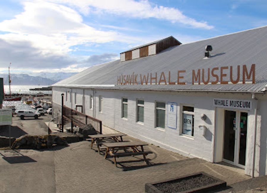 Explore the Húsavík Whale Museum, where marine history meets conservation in Iceland's picturesque whale watching capital.