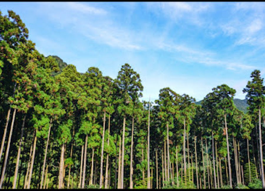 Discover the breathtaking trails and spiritual heritage of Kumano Kodo Park, a serene escape in Wakayama, Japan, perfect for nature lovers and adventure seekers.