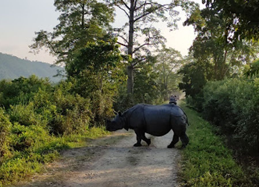 Discover the breathtaking biodiversity and stunning landscapes at Kaziranga Main Entrance, the gateway to India's premier national park.
