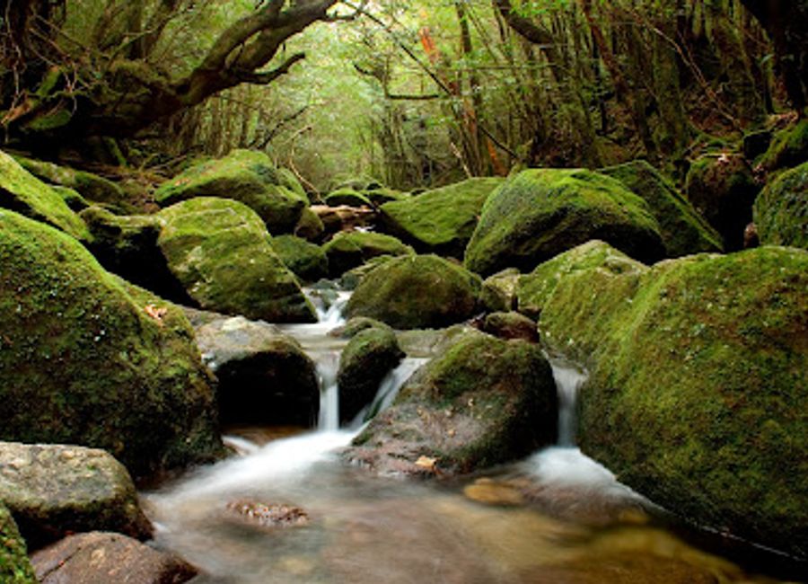 Explore the lush beauty of Shiratani Unsui Gorge, a scenic gem in Yakushima, featuring ancient cedar forests and stunning hiking trails.