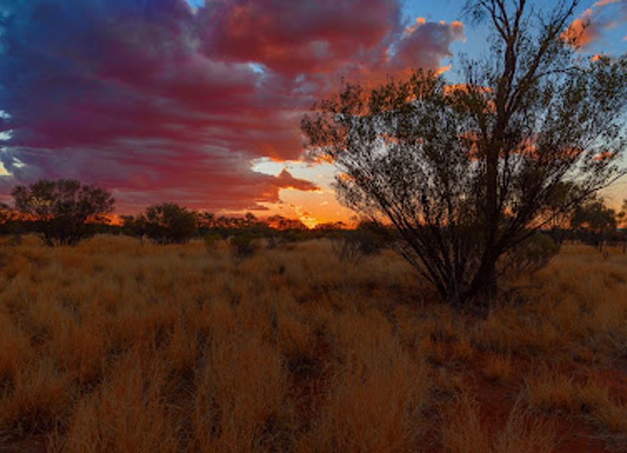 Experience the beauty and charm of The Kangaroo Sanctuary in Alice Springs, a premier destination for wildlife lovers and a vital conservation hub.