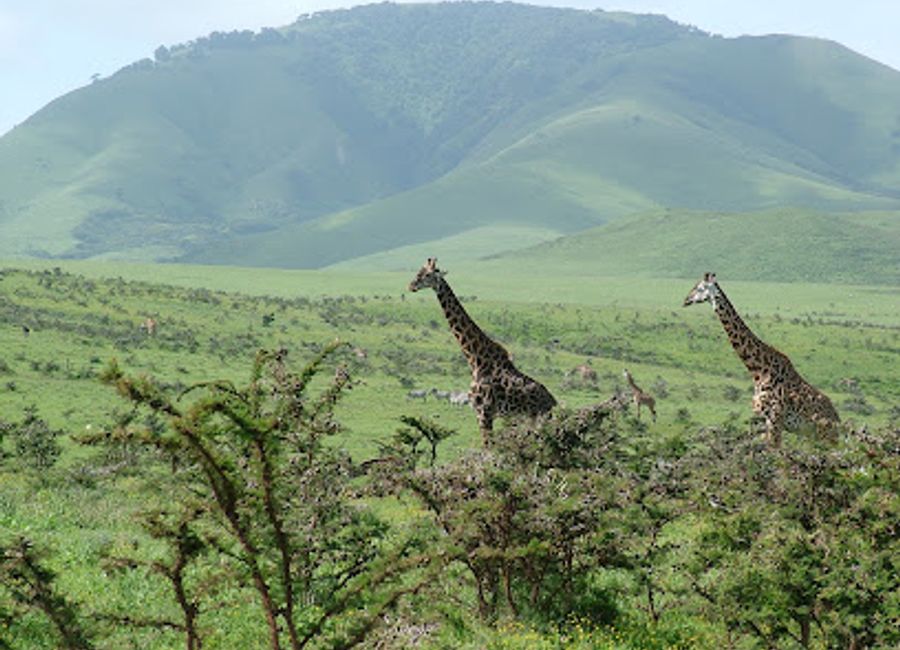 Explore the cradle of humanity at Olduvai Gorge Museum, an archaeological gem in Ngorongoro Conservation Area, Tanzania.
