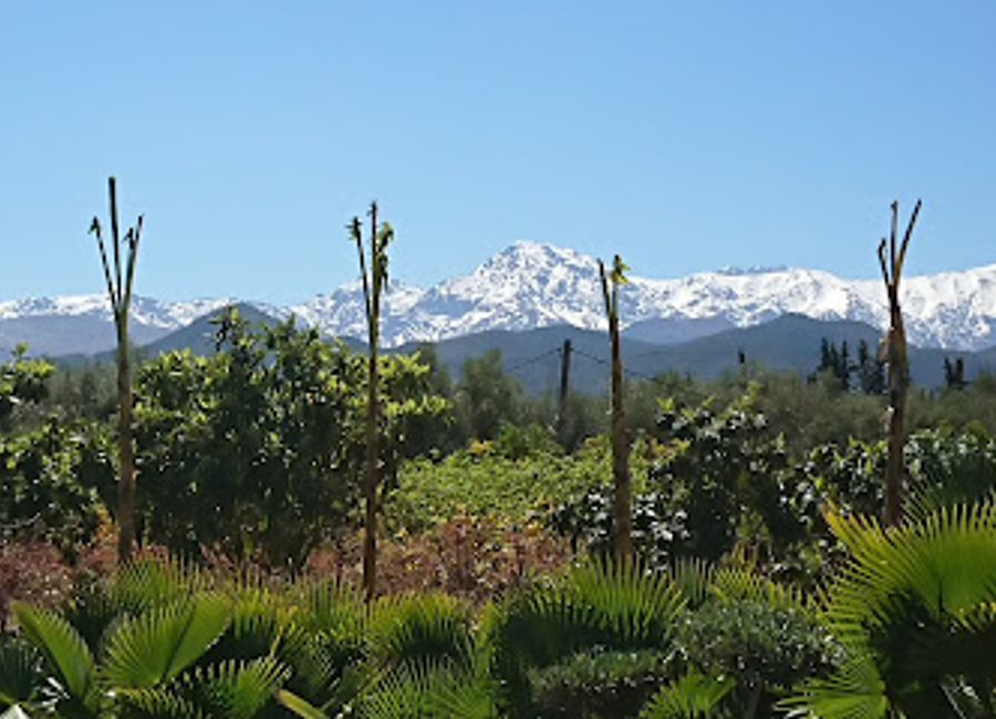 Experience the beauty of saffron cultivation in the stunning Ourika Valley of Morocco, a unique blend of nature and culture awaits.