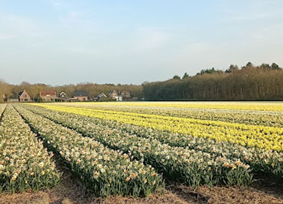 Discover the tranquil beauty of Duin-en-Bollenstreek, a scenic park in Noordwijkerhout, perfect for relaxing strolls and vibrant seasonal blooms.