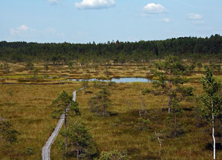 Experience breathtaking views of Estonia’s natural beauty at Riisa Vaatetorn, a must-visit destination in Pärnu County.