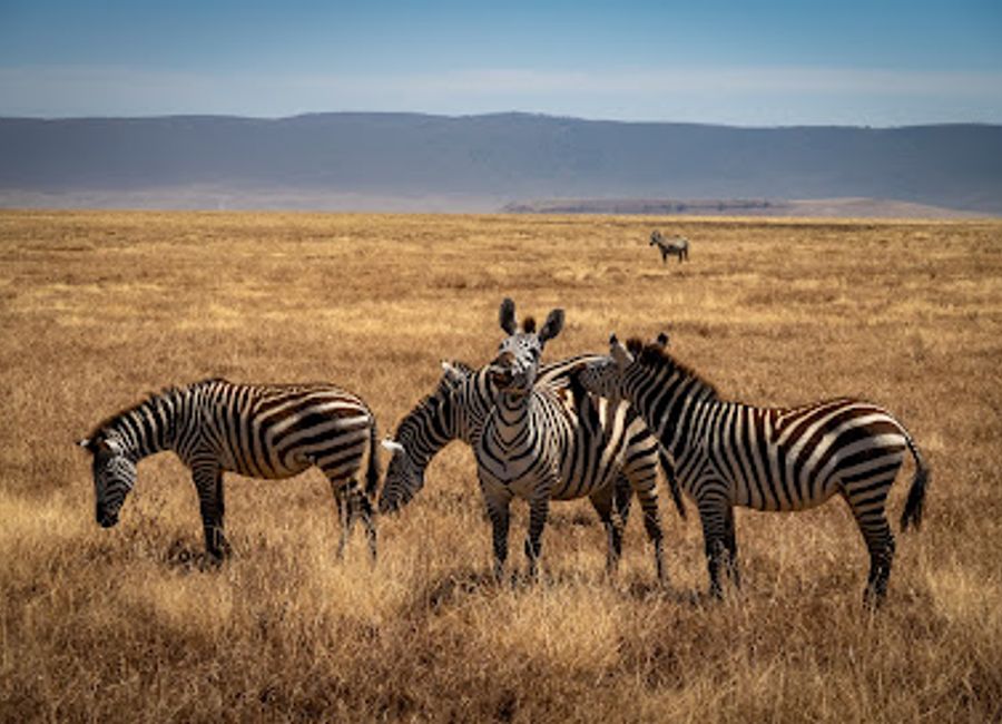 Discover the breathtaking beauty and rich wildlife of the Ngorongoro Crater, a UNESCO World Heritage site in Tanzania's stunning landscape.