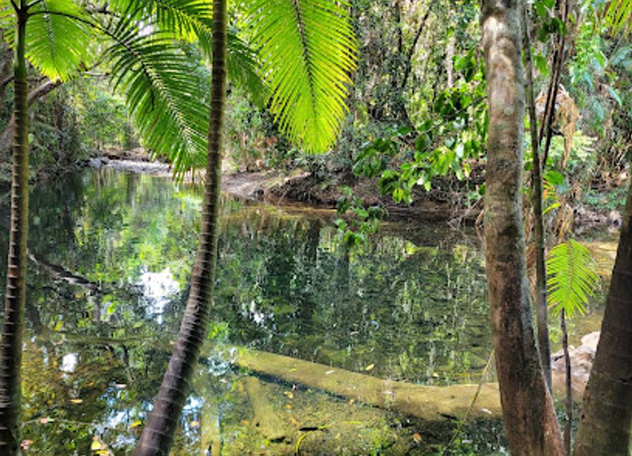 Discover the serene beauty of Mason's Swimming Hole in Cape Tribulation, a perfect natural swimming basin in the heart of the Daintree Rainforest.