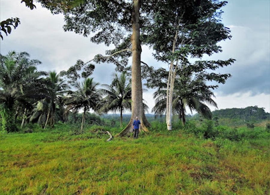 Experience the breathtaking biodiversity and stunning landscapes of Ankasa Game Reserve & Nini-Suhien National Park, a true gem in Ghana's natural heritage.