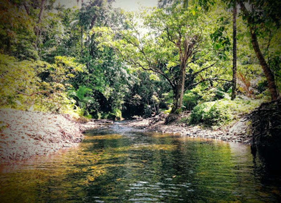 Explore the breathtaking beauty of Cooper Creek Wilderness in Daintree Rainforest, a premier destination for nature enthusiasts and adventure seekers alike.