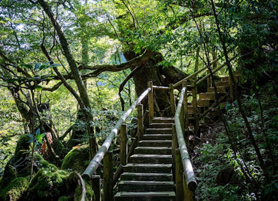 Discover the breathtaking landscapes and rich biodiversity of Yakushima with Yakushima Geographic Tour, the ultimate adventure for nature lovers.