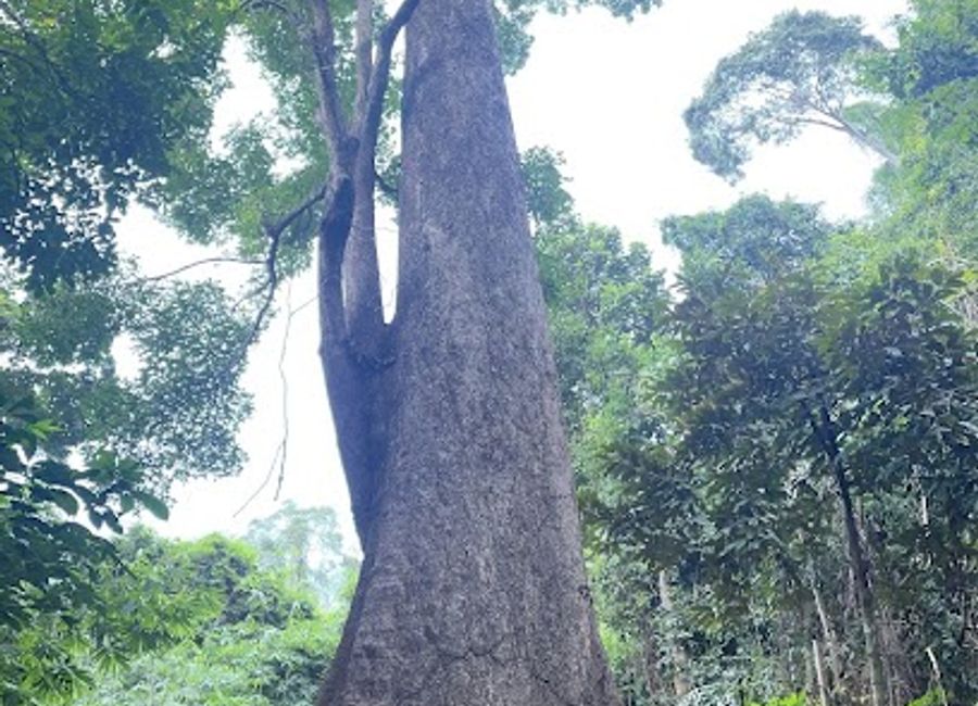 Explore the Vietnam Heritage Tree: A majestic symbol of nature’s beauty and resilience in Côn Đảo, Vietnam.