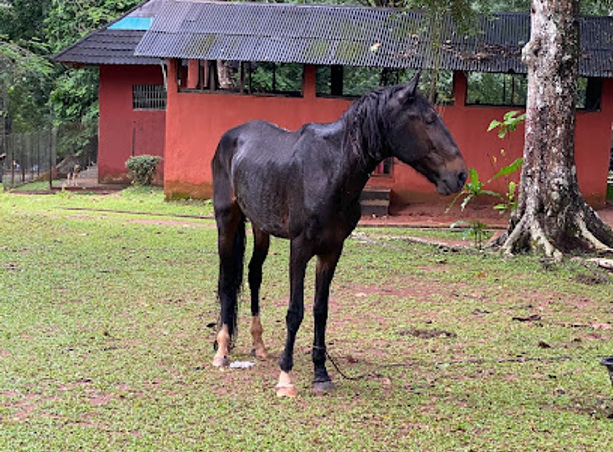 Background