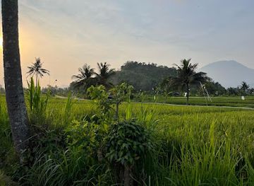 indonesia/attraction/rice-terrace-field