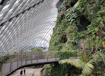 Cloud Forest