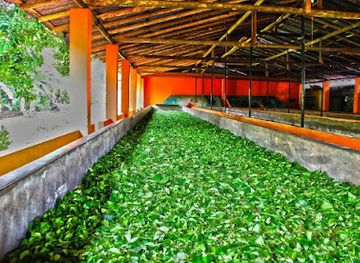 sri-lanka/attraction/handunugoda-tea-estate