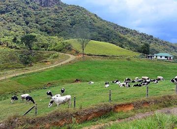 sri-lanka/attraction/ambewela-farm