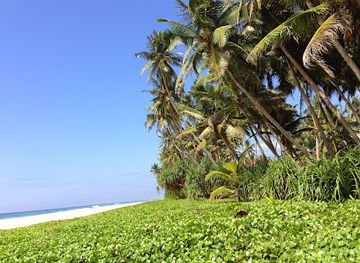 sri-lanka/attraction/sea-turtle-hatchery-habaraduwa