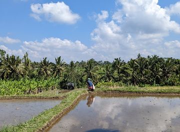 indonesia/attraction/bali-bird-walks