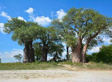 botswana/attraction/baines-baobabs