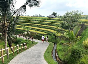 indonesia/attraction/jatiluwih-rice-terraces