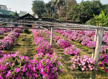 thailand/chiang-mai/chang-phueak