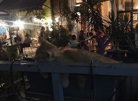 Cantina Social