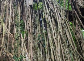 ʻEua National Park
