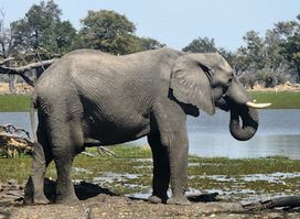 Moremi Game Reserve