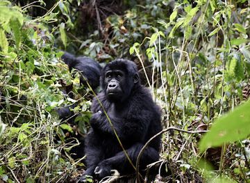 uganda/bwindi-impenetrable-national-park/nightclub/bwindi-impenetrable-national-park-buhoma-visitor-center