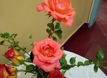 zambia/batoka-gorge/nightclub/bharat-sports-club