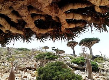 yemen/socotra-island/nightclub/socotra-pioneer-tours