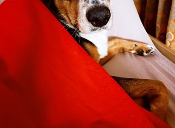 switzerland/emmental/nightclub/tanznacht40