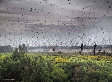 zambia/kasanka-national-park/nightclub/kasanka-national-park