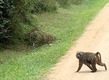 uganda/queen-elizabeth-national-park/nightclub/queen-elizabeth-national-game-park