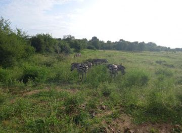 zimbabwe/nyanga-national-park/nightclub/nyanga-national-park