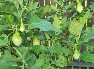 australia/fraser-island/nightclub/hervey-bay-square-dance-club