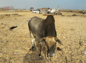 somalia/karkaar-mountains/nightclub/hawl-kamadaale