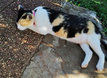 paraguay/cerro-pero/nightclub/orlos-club