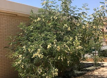 kuwait/jahra/nightclub/hadikat-saad-alabdullah-qta-3