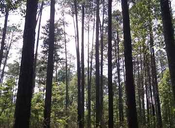 alabama/tuskegee-national-forest/nightclub/tuskegee-national-forest