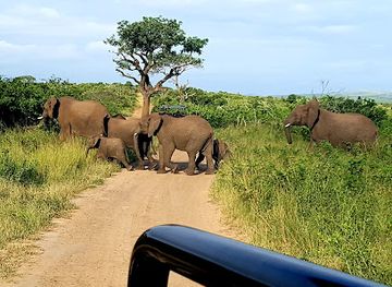 south-africa/hluhluwe-imfolozi-park/nightclub/hluhluwe-imfolozi-park
