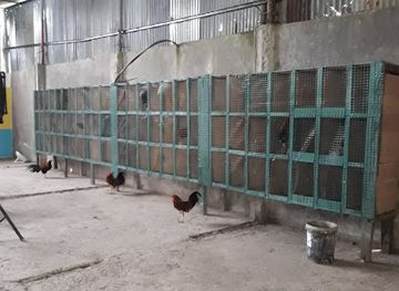 ecuador/cotopaxi-region/nightclub/gallera-cotopaxi