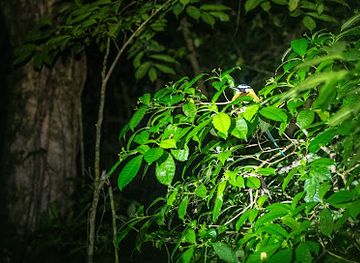 costa-rica/monteverde-cloud-forest/nightclub/night-walk-santamaria-s