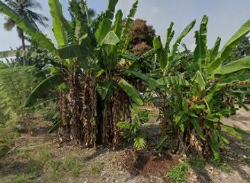 indonesia/jambi/nightclub/lanzador