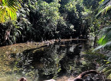 australia/cape-tribulation/nightclub/masons-cafe